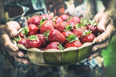 Çilek. Üst düzey bir çiftçinin elinde çilek dolu bir kase
