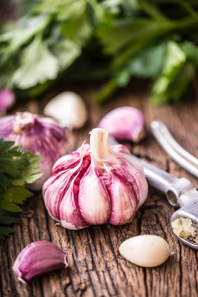 Garlic. Fresh garlic bulbs on old wooden board. Red violet garlic