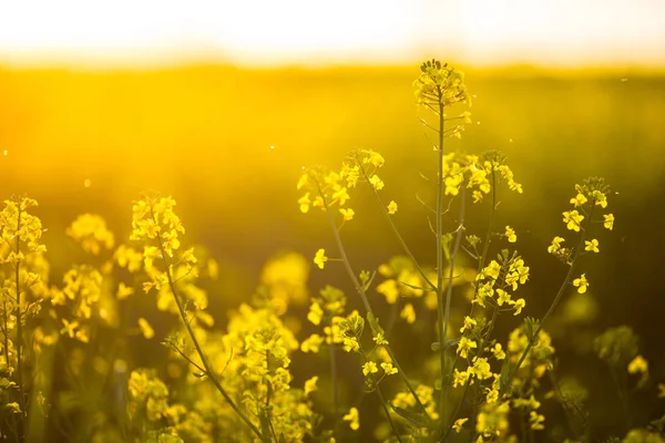 Rape oil. Detail of a rape of oil in a field at sunset — Stock Photo, Image