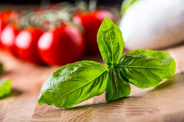 Basilio. Hojas de albahaca verde fresca con tomates — Foto de Stock