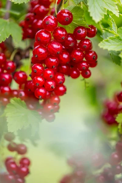 Röda vinbär. Röda vinbär på buske i en trädgård — Stockfoto
