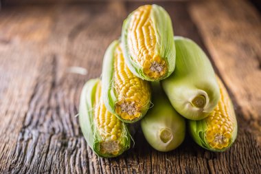 Mısır. Eski rustik meşe masada taze Mısır