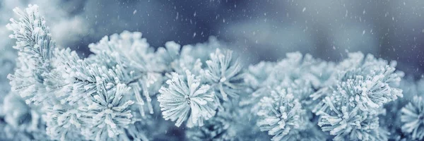 Frontière d'hiver et de Noël. Pin branches couvertes de givre dans une atmosphère enneigée — Photo