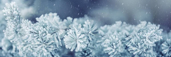 Winter and christmas border. Pine tree branches covered frost in snowy atmosphere — Stock Photo, Image