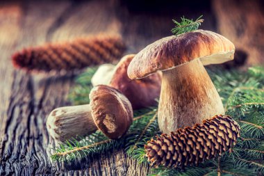 Taze çörek mantarı Ladin grup ile mantar ve rustik woden masaya konisi