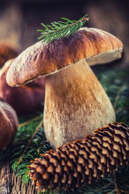 Taze çörek mantarı Ladin grup ile mantar ve rustik woden masaya konisi