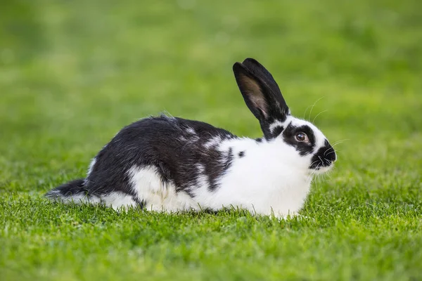 Králík. Roztomilý králík bunny na trávníku v zahradě — Stock fotografie