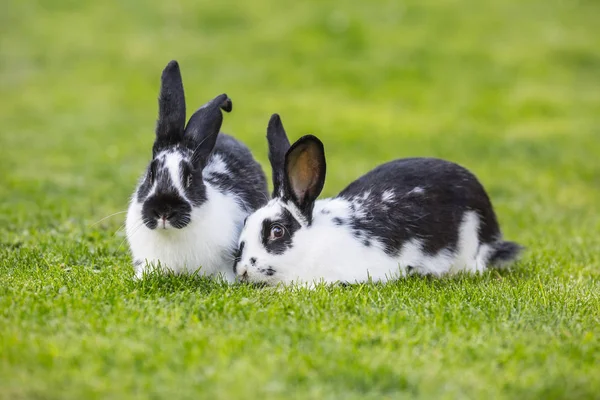 Tavşan. Sevimli tavşan bunny bahçede çim üzerinde — Stok fotoğraf