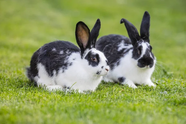 토끼입니다. 정원에서 잔디밭에 귀여운 토끼 토끼 — 스톡 사진