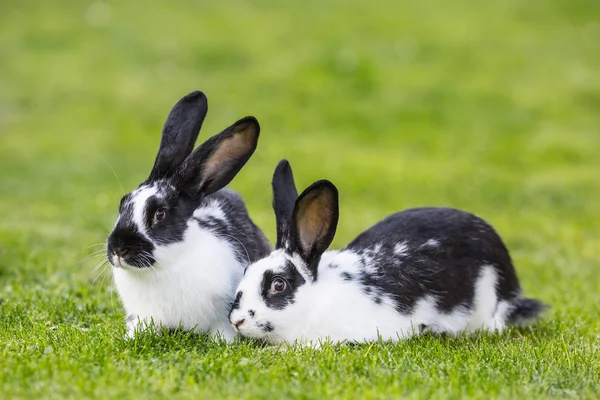 Tavşan. Sevimli tavşan bunny bahçede çim üzerinde — Stok fotoğraf
