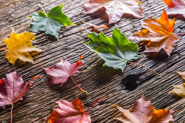 Sonbahar yaprakları. Renkli rustik ahşap masa üzerinde yaprak