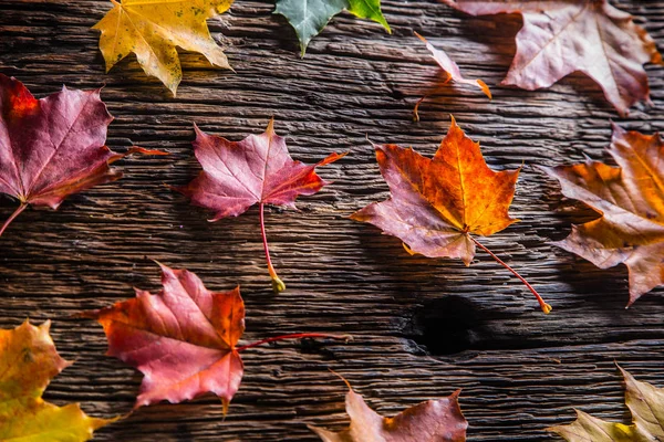 Folhas de Outono. Outono folhas coloridas na mesa de madeira rústica — Fotografia de Stock