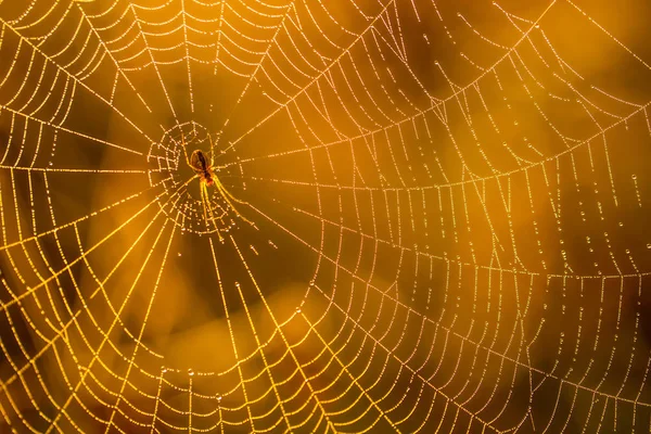 Morning drops of dew in a spider web. Cobweb in dew drops. Beautiful colors in macro nature