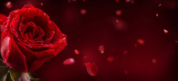 Rosas vermelhas. Buquê de rosas vermelhas. Dia dos Namorados, fundo do dia do casamento. Valentines e fronteira de casamento. Gotas de água em pétalas de rosas — Fotografia de Stock