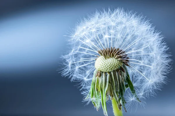 Close-up of dandelion seeds as art blue background — Stock Photo, Image