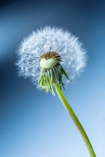 Close-up of dandelion seeds as art blue background — Stock Photo, Image