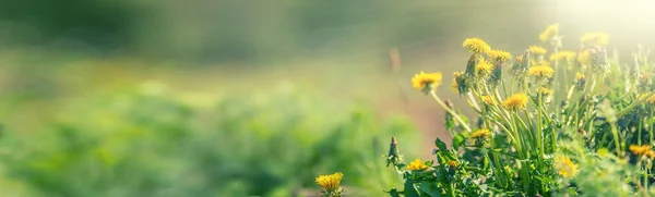 Yellow spring dandelions on the meadow. Dandelion placed on the right side of the panoramic banner — Stock Photo, Image