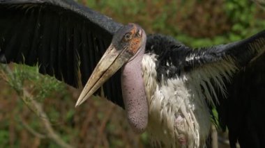 Güzel marabu leyleğinin manzarası (Leptoptilos crumenifer)