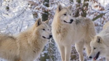 Kış aylarında Arktik kurt (Canis lupus arctos)