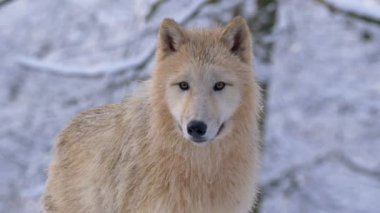 Kış aylarında Arktik kurt (Canis lupus arctos)