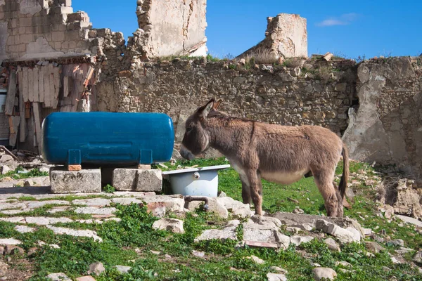 Drinking donkey at a watering place of barnyard