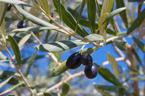 Black olives on a tree branch with green and yellow leaves