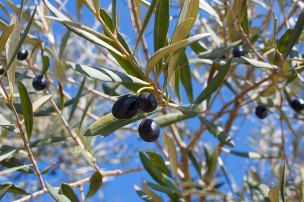 Black olives on a tree branch with green and yellow leaves