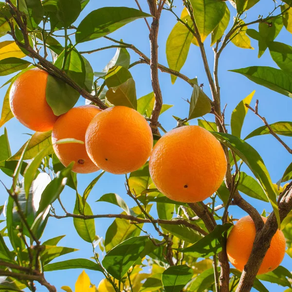 Ripe oranges on a tree branch against the blue sky in italian garden — Stock Photo, Image