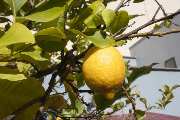 Ripe lemon on a tree branch — Stock Photo, Image
