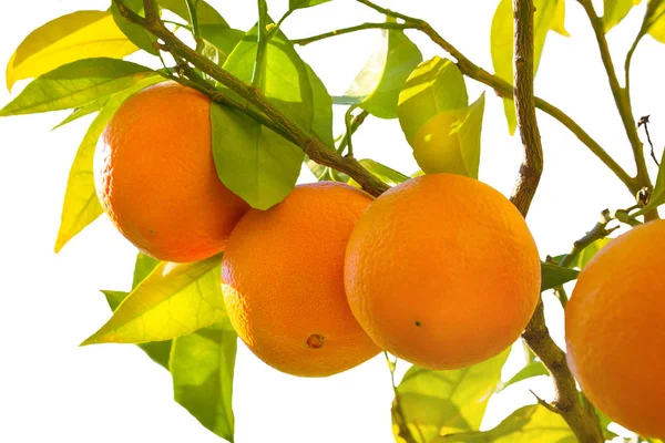 Oranges mûres sur une branche d'arbre dans le jardin italien — Photo