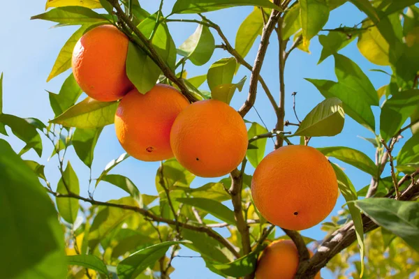 Ripe oranges on a tree branch against the blue sky in italian garden — Stock Photo, Image