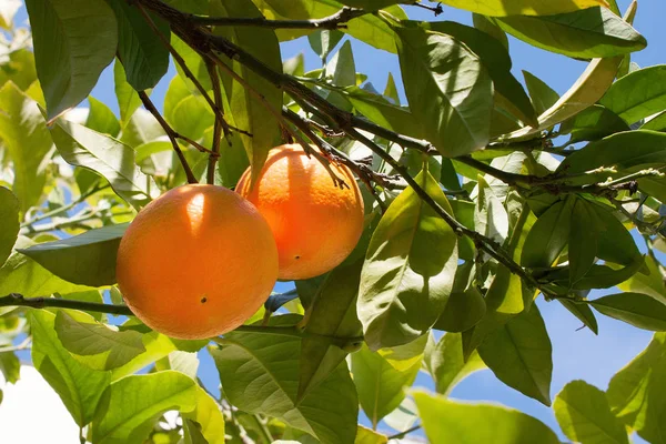 Ripe sweet oranges on a tree branch against the blue sky in italian garden — Stock Photo, Image