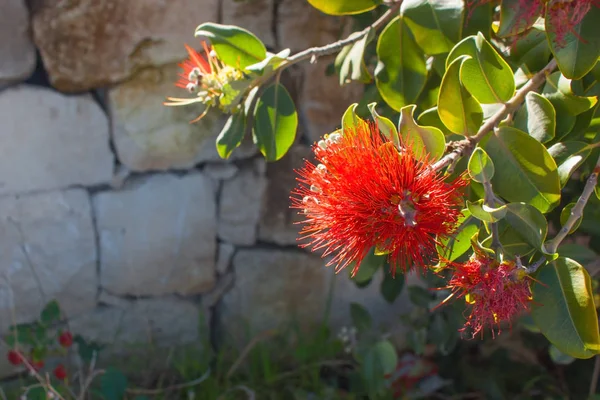 Callistemon kırmızı çiçek