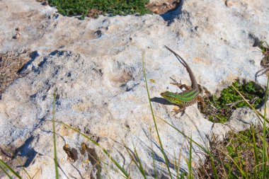 Yeşil kaya kertenkele çimarasında taş üzerinde