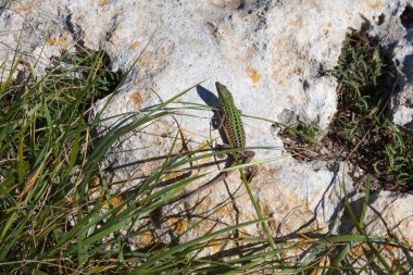 Yeşil kaya kertenkele çimarasında taş üzerinde