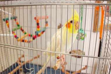 Büyük papağan Corella bir kafes içinde