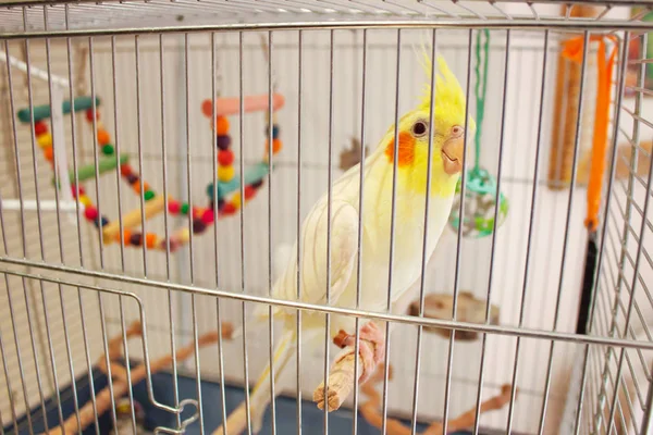 Büyük papağan Corella bir kafes içinde