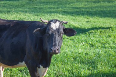 Yeşil çayırdaki inek.