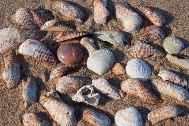 kum sahil üzerinde kabukları