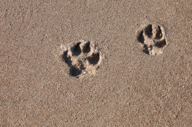Kıyıda deniz kumu üzerinde köpek izleri