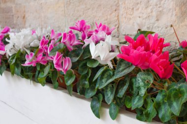 Bir sokak Vazoda Çiçekler mor ve beyaz Siklamen