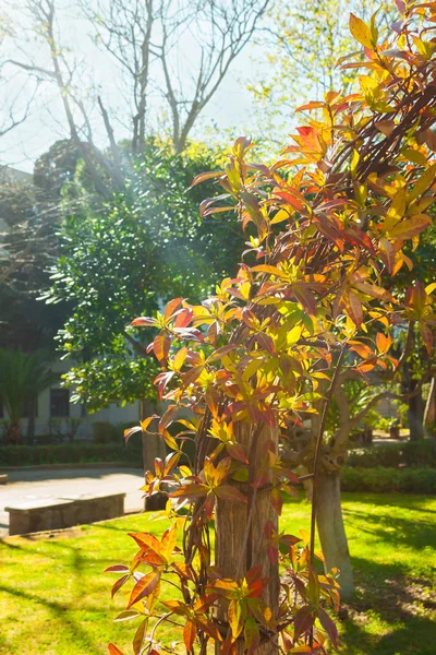 Ağaçlar sonbahar Park güneşli bir gün