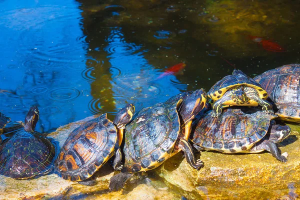 Tartarugas sentam-se em pedra no parque — Fotografia de Stock