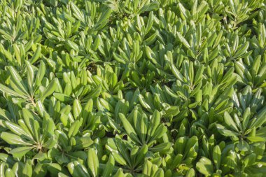 yeşil yeşillik arka plan