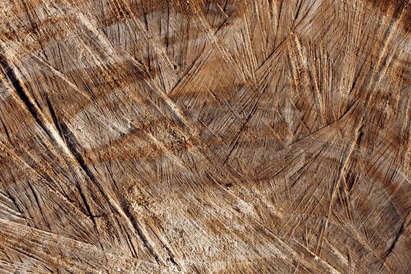 Texture section of a tree, natural wood background — Stock Photo, Image