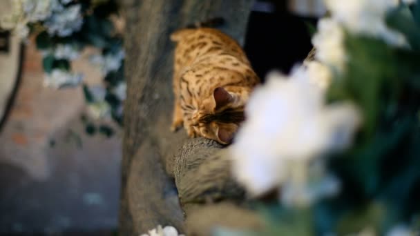 Bengal cat with green eyes climbing tree — Stock Video