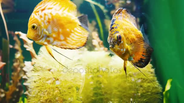 Pesci in acquario — Video Stock