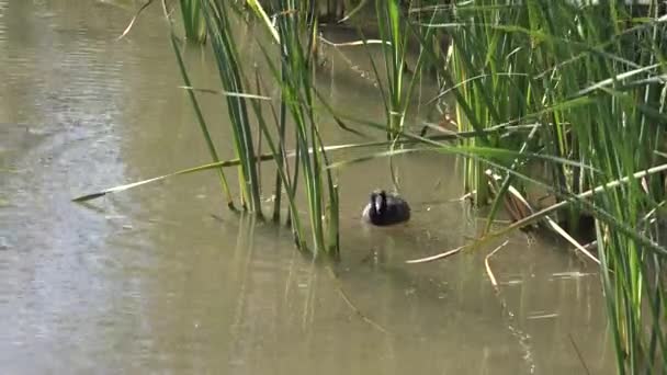 Texas two coots in reeds — Stock Video