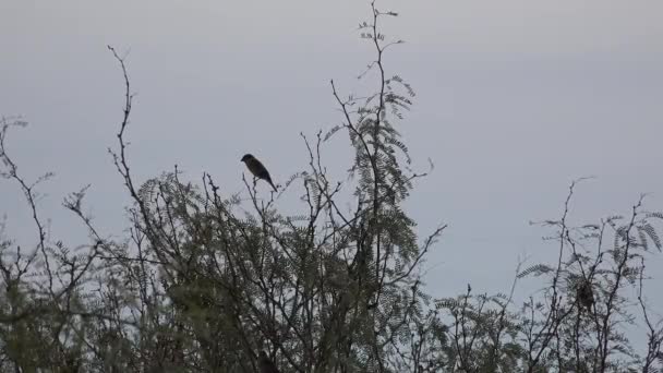 Terlingua birds on shrub — Stock Video