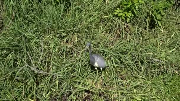 Tricolored 苍鹭往水去 — 图库视频影像